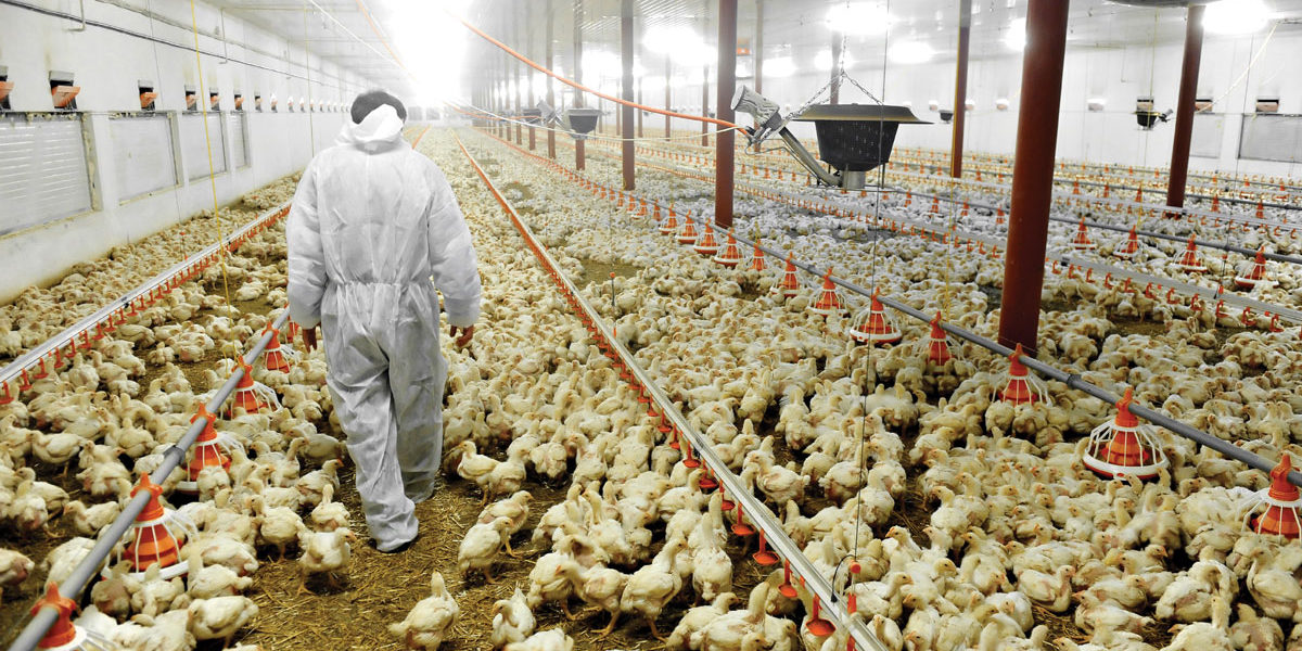 Pollo espagueti: el defecto muscular que afecta la calidad de la carne avícola